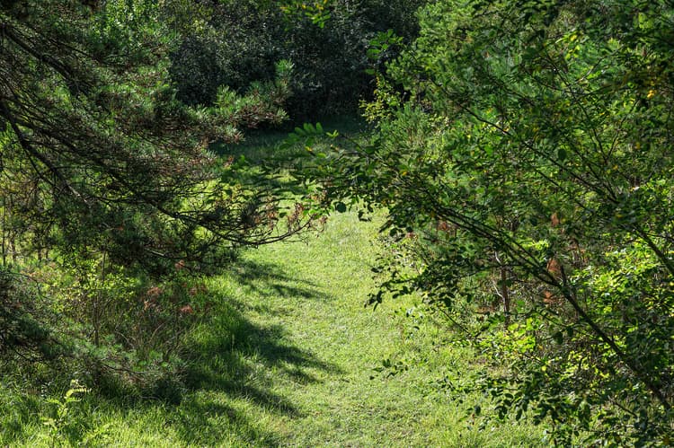 Greenery